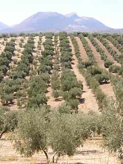 Marker med oliven